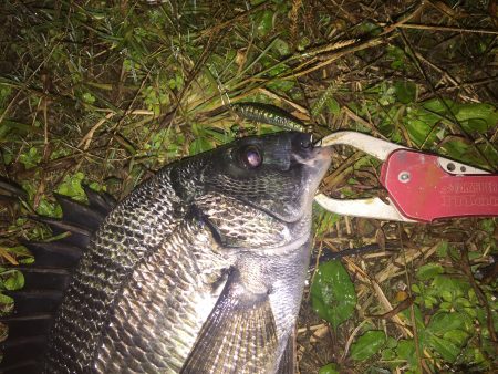 チヌが釣れました